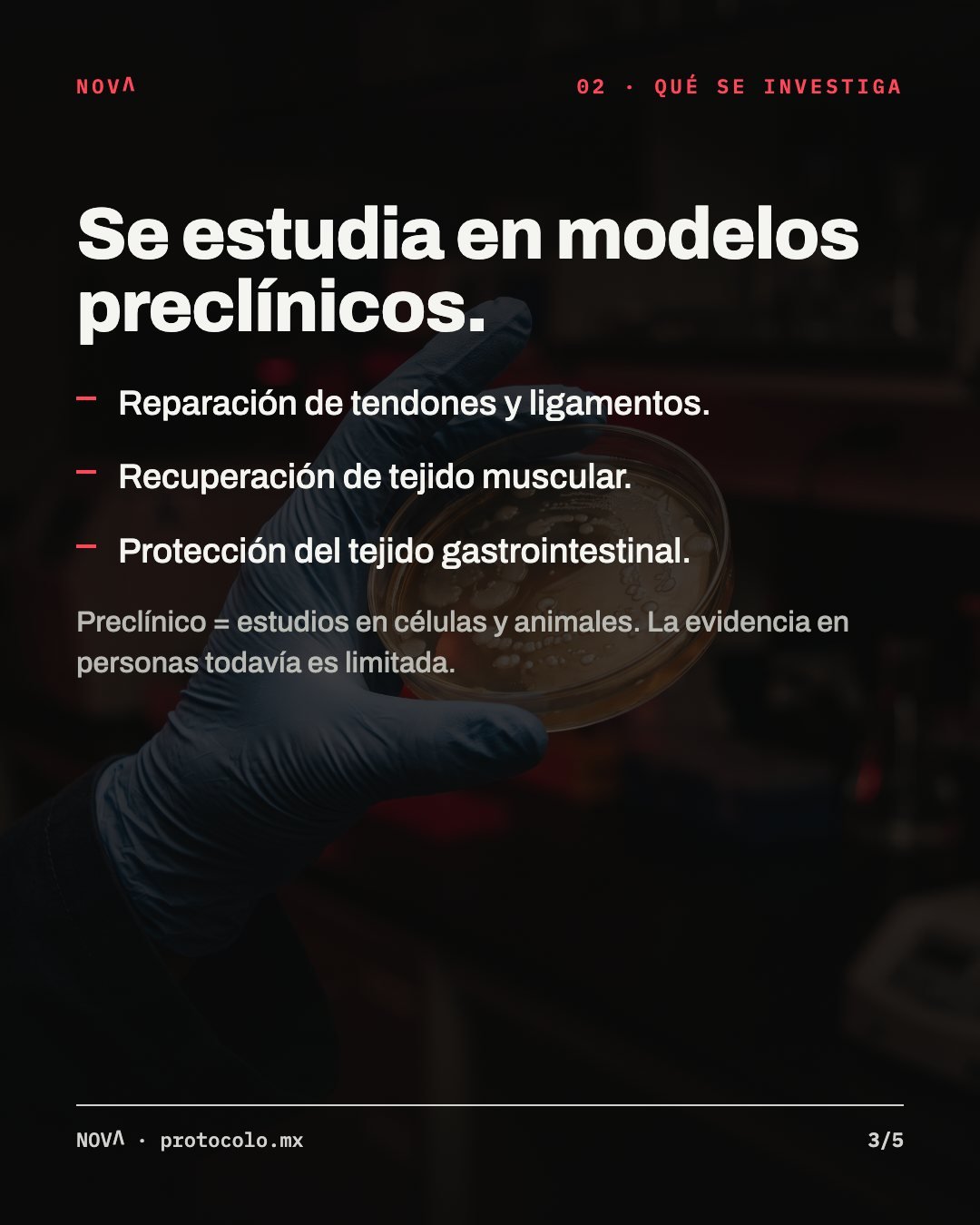 Qué se investiga, en modelos preclínicos: reparación de tendones y ligamentos, recuperación de tejido muscular y protección del tejido gastrointestinal. Preclínico quiere decir estudios en células y animales; la evidencia en personas todavía es limitada.