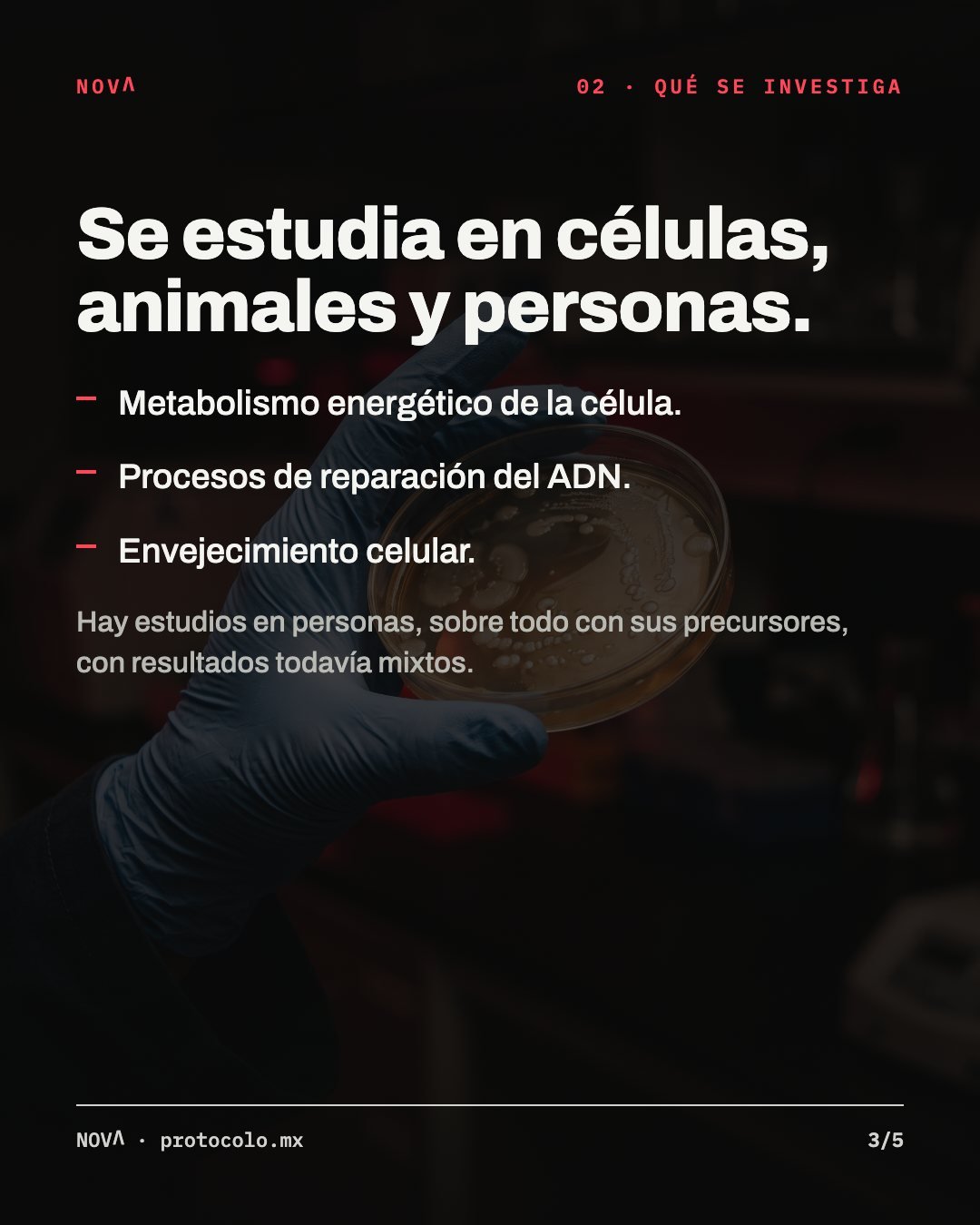 Qué se investiga, en células, animales y personas: metabolismo energético de la célula, procesos de reparación del ADN y envejecimiento celular. Hay estudios en personas, sobre todo con sus precursores, con resultados todavía mixtos.